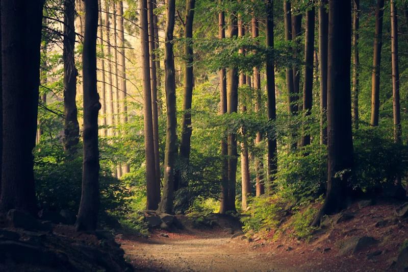 Nature scene 3